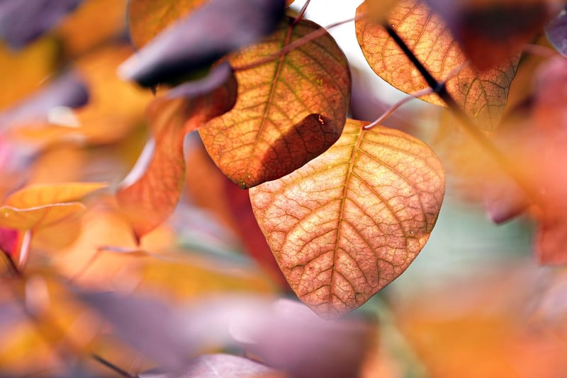 Tree-inspired Details