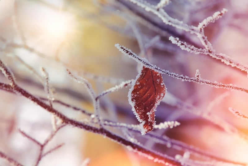 Leafy Textiles